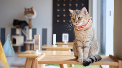 Gato en una cafetería en Chile