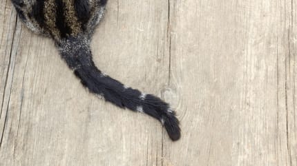 Fettschwanz Katze