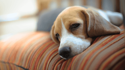 Beagle hond ligt uitgeput met hoofd op kussen