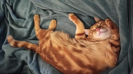 De slaaphouding van deze kat is op de rug