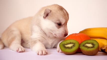 un cachorro de husky mira unos kiwis y otras frutas