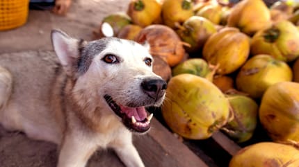 un husky junto a varios cocos