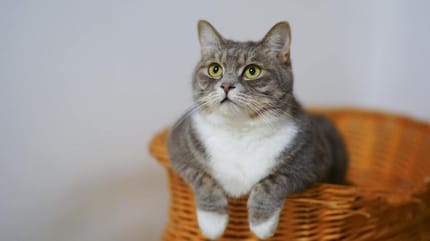 como saber la edad de un gato