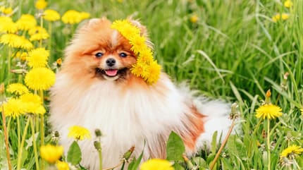 perro rodeado de diente de leon