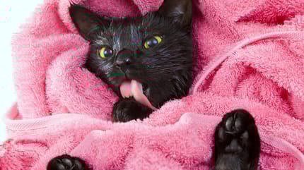 gatto che si lecca la zampa