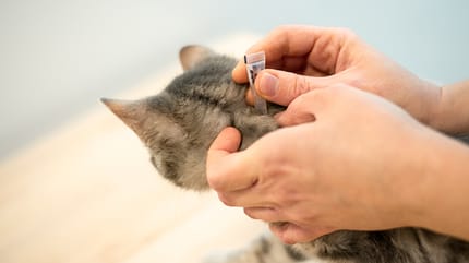 mujer aplica antipulgas a su gato para parásitos intestinales