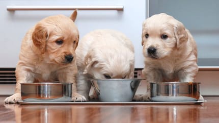 Was sollte bei Hundewelpen im Napf landen?