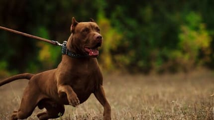 cane-pitbull-al-guinzaglio-vietato-in-inghilterra