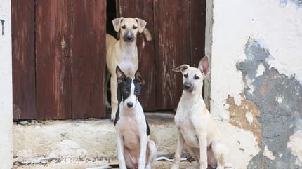 Perros colombianos en la Guajira
