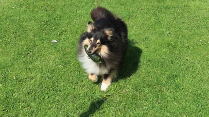 zucchine ai cani: cane mangia zucchina