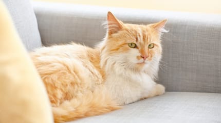 gattino rosso sul divano