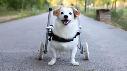 cane-parallizato