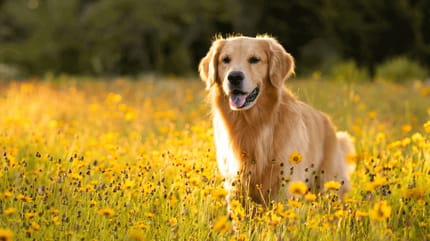 cane in un campo di fiori a giugno