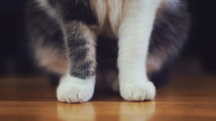 patitas