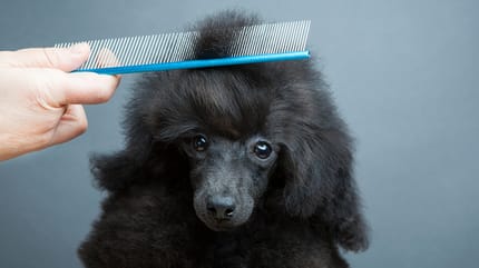 A dog being combed with a comb