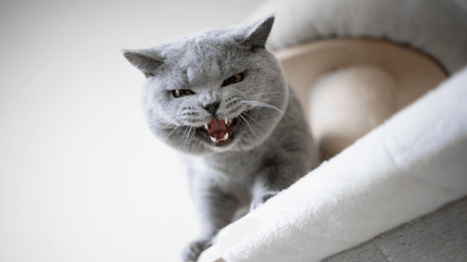 Kat blaast vanaf plank
