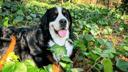 Hond ligt tussen giftige klimop