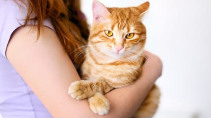 gatto-rosso-in-braccio-ad-una-ragazza