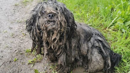 Sierść shih tzu w dredach.
