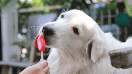 Hond eet hondenijsje