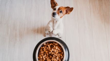 Jack Russell waiting for its food