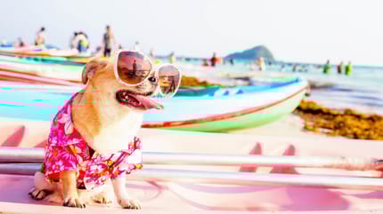 chihuahua gafas de sol playa