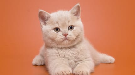 Gato macho bebé en fondo naranja