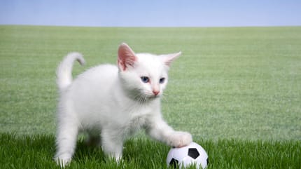 gatto che gioca a calcio