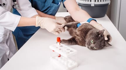 gatto-donatore-di-sangue