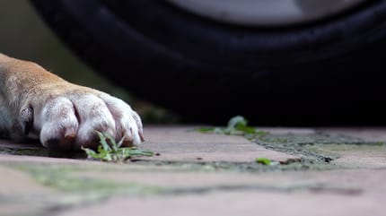Perro atropellado
