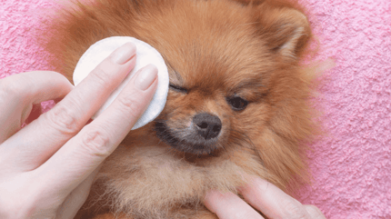 limpiar ojos perro