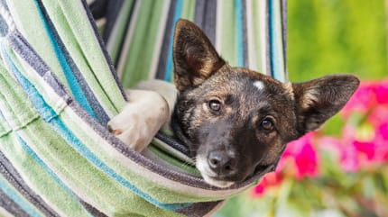Hund in Hängematte
