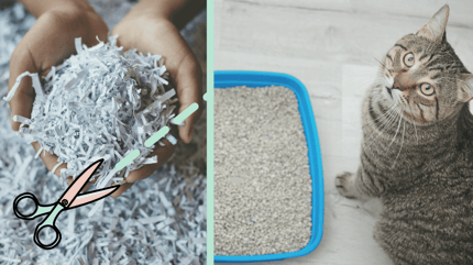 como hacer arena para gatos