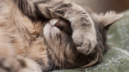 Gatto con filaria