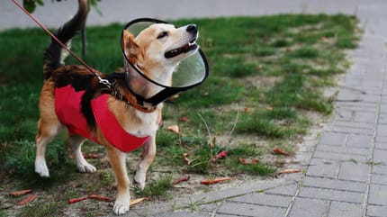 Pies w kołnierzu ochronnym