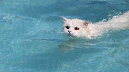 como refrescar a un gato en verano