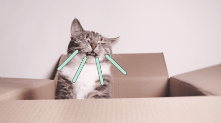 gato estornuda