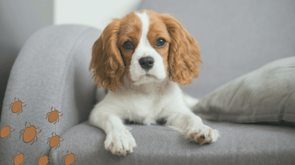 perro sillon pulgas