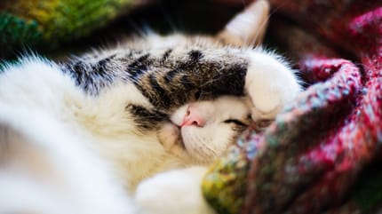 síntomas de un gato enfermo