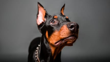 perros guardianes no peligrosos