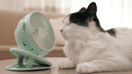 black-and-white-cat-laying-in-front-of-a-fan