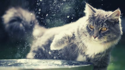 Gatto gioca con l'acqua nella ciotola