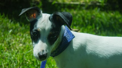 Un perro terrier chileno en el pasto