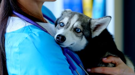 Stress da viaggio cani: cane cucciolo stressato in braccio alla veterinaria