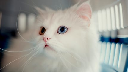 viaggiare con li gatto: gatto bianco dentro un trasportino da viaggio