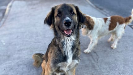 Un perro chileno en la calle