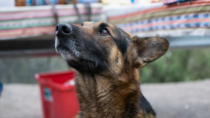 Perro chileno en busca de ser adoptado