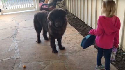 Mädchen steht vor großem schwarzen Hund