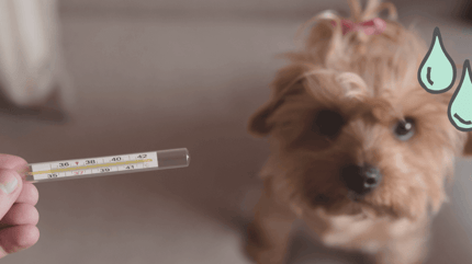 perro con termometro