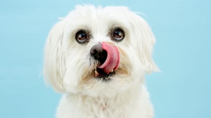 cane Maltese che si lecca la bocca
